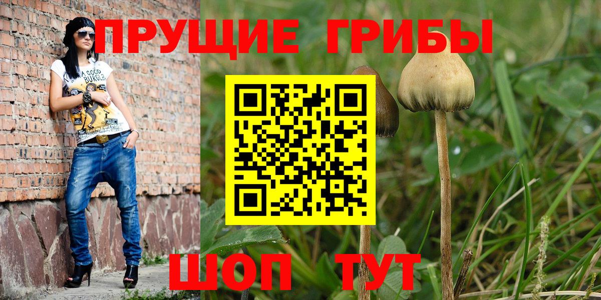 Галлюциногенные грибы Psilocybine cubensis Киреевск